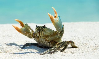 毛蟹放在冰箱冷藏能放多久(毛蟹能放冷藏吗)