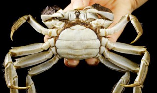 活螃蟹放冰箱保鲜可以放几天 活螃蟹放冰箱可以保存几天