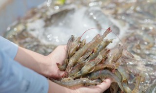 为什么虾放冰箱变黑 为什么虾放冰箱会变黑