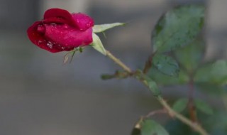 玫瑰花的茎可以种成花吗（玫瑰花可以栽活吗）