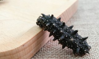 世界上哪里产的海参最好 世界最好的海参是哪个国家