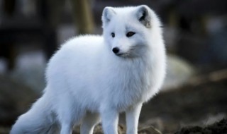 世界上最贵的狐狸品种是 世界上哪个品种的狐狸最大