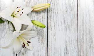 百合花一般长多高才开花 百合花多少天才开花