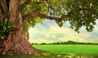 树向阳是指向哪个方向 树的阳面是哪个方向