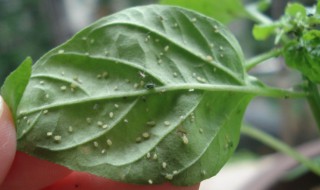 辣椒树长虫怎么办（辣椒树长虫子怎么办）