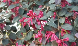 小叶红花继木叶子突然枯萎了(红花檵木叶子枯萎是怎么了)