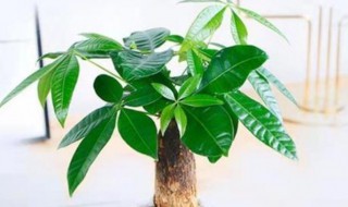 招财树叶子枯萎怎么办 招财树叶子干枯掉叶子怎么办