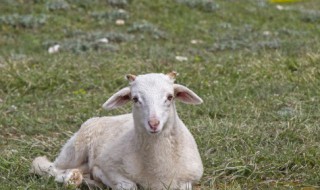 羊腰指的羊的哪个部位 羊腰是羊的什么器官