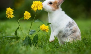 梦见小白兔子是什么意思周公解梦（梦见小白兔子好吗）