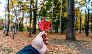 日里三个秋打一成语（日里有三个秋打一成语）