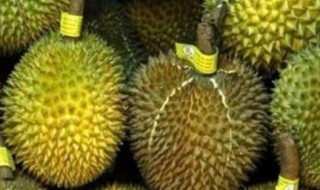 没开口的榴莲要放几天呢 没有开口的榴莲放多久能开口