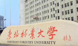 东北林业大学地址在哪里（东北林业大学地址在什么地方）