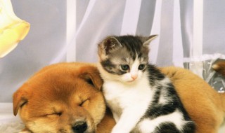 火车怎么托运宠物（火车怎么托运宠物大概多少钱）