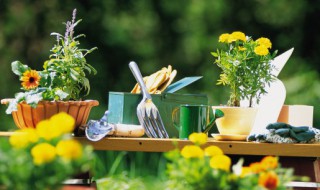 发财树的叶子为什么卷曲 发财树的叶子卷曲是什么原因