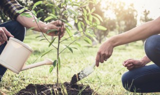 白掌花叶子逐渐枯萎怎么办如图 刚种的白掌叶子枯萎了该怎么办