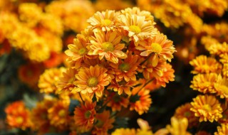 波斯菊叶子都枯萎了怎么办 波斯菊的叶子枯萎怎么回事