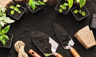 满天星适合什么季节种（满天星栽种季节）