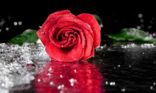 玫瑰花敷脸可以吗（玫瑰花敷脸有哪些作用）