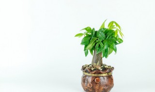 发财树的叶子打卷怎么回事（发财树叶子打卷什么情况）