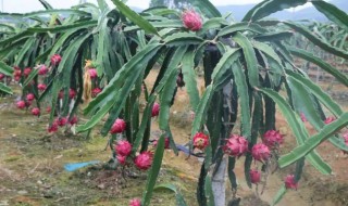 河北省可以种植火龙果吗(河北能种植火龙果树吗)