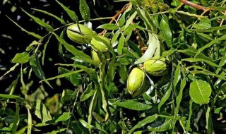 碧根果在南方可以种植吗（碧根果树能在北方地区种植吗）