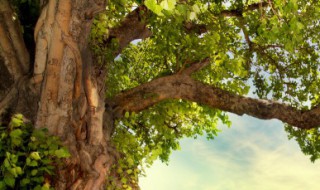 世界上密度最大的木头是哪种 密度最小的木头是哪种