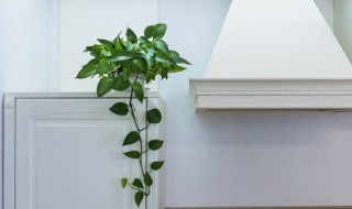 凤尾竹叶子耷拉下来怎么办(凤尾竹叶子下垂是怎么回事)