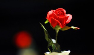 玫瑰花可以放室内吗(玫瑰花放在室内好吗)