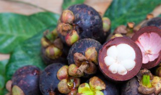 山竹树北方可以种植吗 山竹树北方盆栽能结果吗