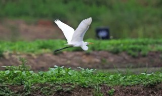 白鹭吃什么食物（白鹭吃什么食物50字）