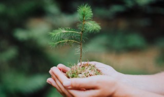 2022年植树节主题是什么（2021年植树节主题是）