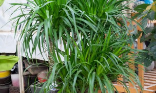 龙血树叶子卷了怎么回事 龙血树叶子卷起来是怎么回事