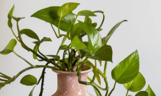 绿萝叶子边缘发黄枯萎是什么原因 绿萝叶子边缘发黄枯萎是什么原因造成的