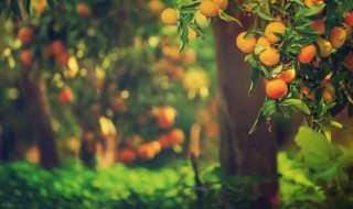 橘子树叶干卷起来是怎么回事 橘子树叶子干卷是什么原因