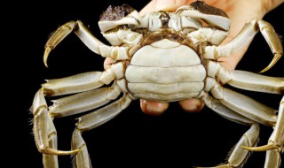 大闸蟹能养活多长时间(大闸蟹咋养能活多久)