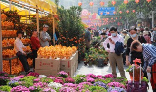 花卉的养殖方法和注意事项有哪些 室内花卉养殖方法和注意