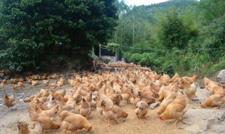 鸡养殖注意什么 鸡要怎么养殖