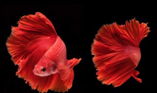 新手养殖斗鱼注意事项有哪些（斗鱼的饲养方法 斗鱼怎么养）