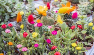 报春花的养殖方法和注意事项 报春花的养殖方法和注意事项北方冬季