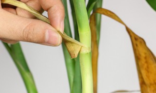 养殖富贵竹的注意事项有哪些（富贵竹的养殖方法及养护知识）