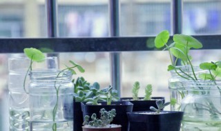 狗牙花的养殖方法和注意事项（狗牙花的养护要点）