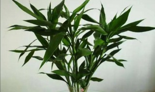 养殖转运竹注意事项有哪些（转运竹的栽培方法）