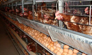 鸡养殖注意哪几点 养殖鸡要注意什么