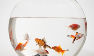 金鱼养殖注意哪些事项（养金鱼需要注意哪些事项）