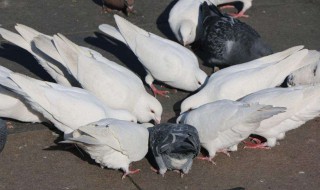 种鸽养殖注意哪些事项（种鸽养殖的注意事项）