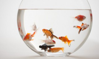 冬天养鱼需要注意什么 冬天养鱼需要喂食吗