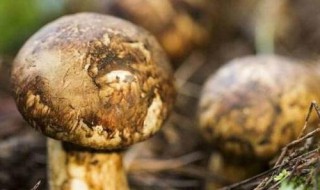 新鲜松茸炖鸡需要加蒜吗 松茸炖鸡放蒜吗