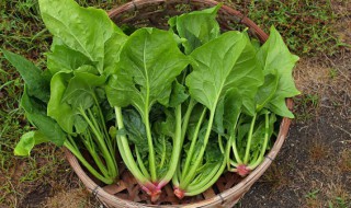 菠菜榨汁需要煮熟吗 菠菜汁需要把菠菜煮熟吗