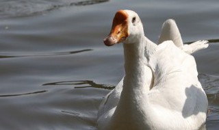 鹅肉一般多长时间可以煮熟 鹅肉几分钟熟