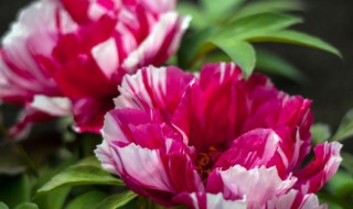 牡丹盆栽的养殖方法和注意事项 牡丹盆栽的养殖方法和注意事项有哪些